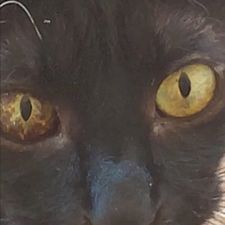 Profile image of alexei1009