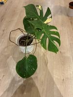 Monstera Thai Constellation Pflanze panaschiert