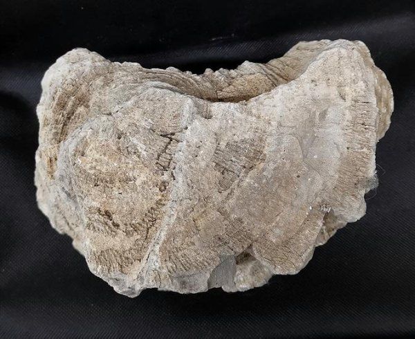 Fossili: Versteinertes Holz Indonesien – Nuovo (secondo la descrizione) da Walenstadt venduto da vkt_qc8d 3
