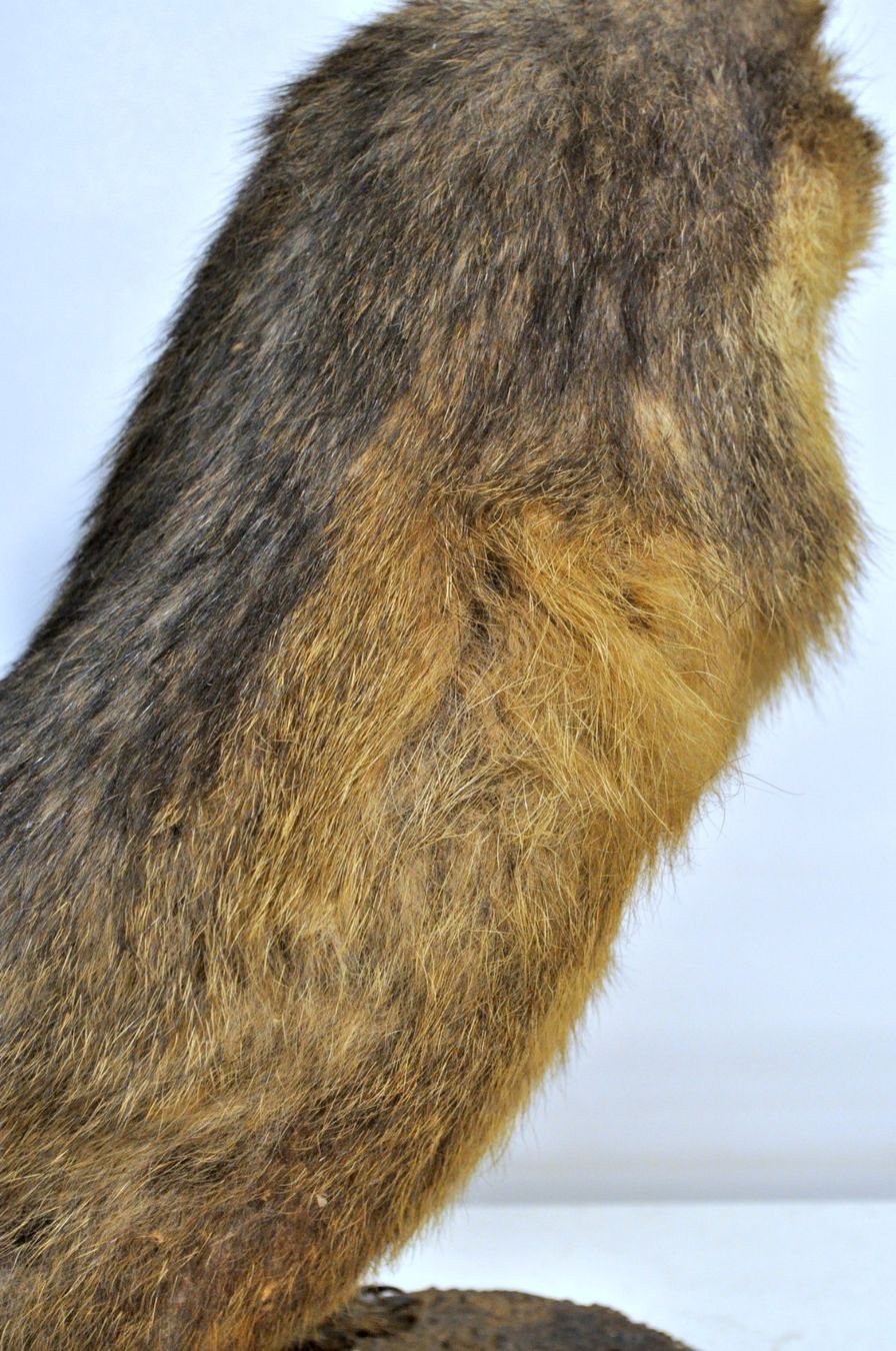 Monde des animaux: Marmotte naturalisée – D'occasion à Neuchâtel par Neuchatel 6