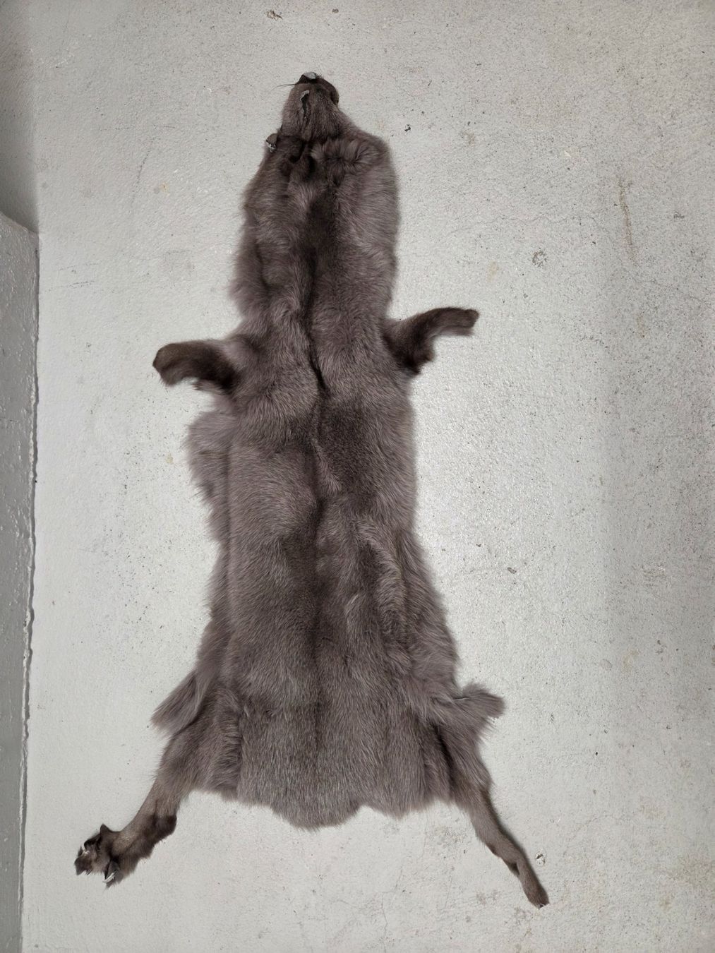 Welt der Tiere: Echtes Fuchsfell/Haut – Gebraucht aus Winterthur von trise80
