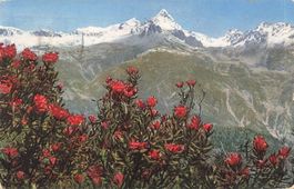 Schweizer Alpen – Alpenrosen mit schneebedeckten Gipfeln