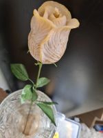 KERZEN- Langstiel Rose