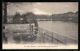 Genève, Les Mouettes à l'île Rousseau