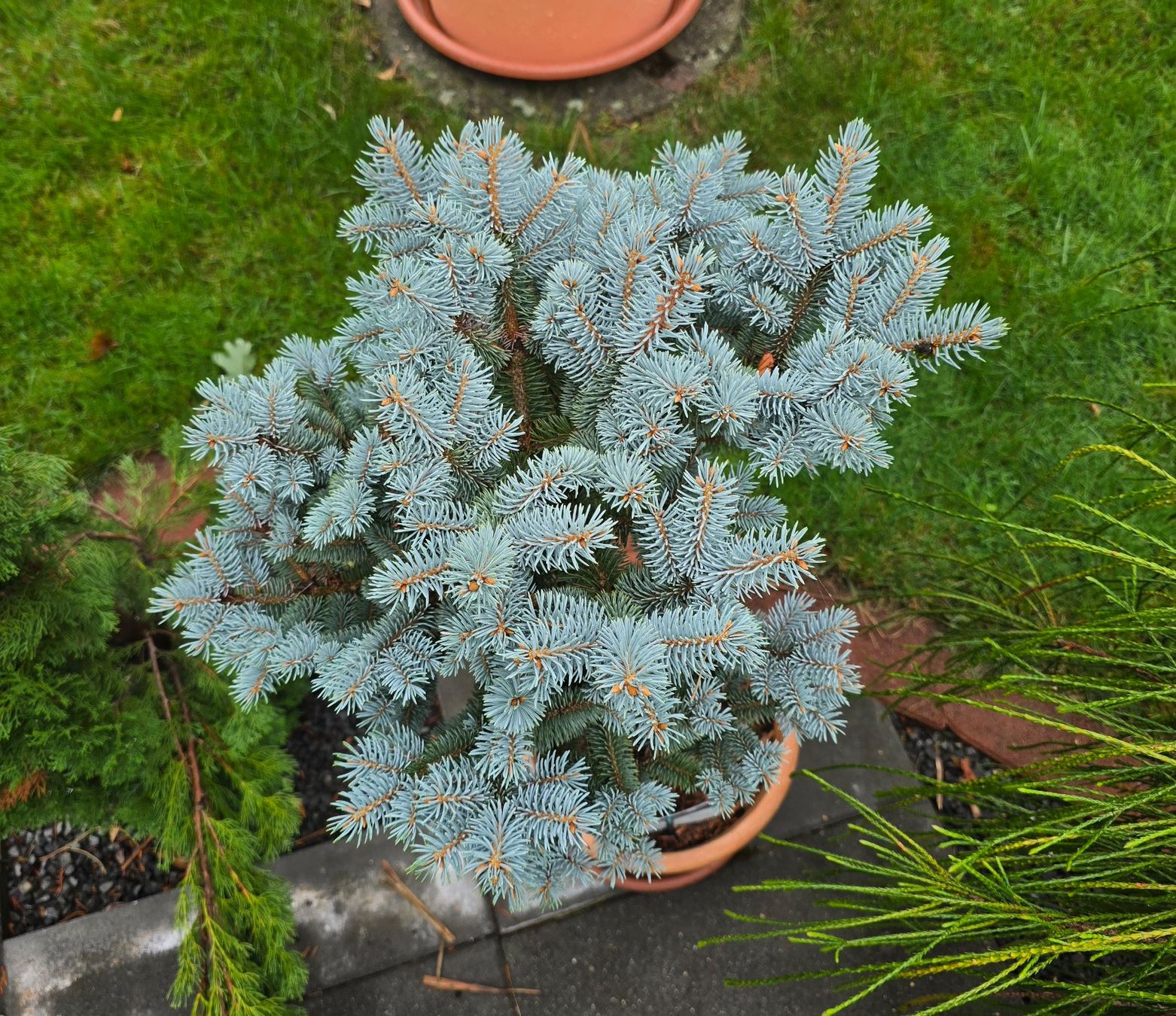 Pflanzen & Samen: Picea pungens 'Glauca Globosa Stämmchen – Neu (gemäss Beschreibung) aus Aarburg von popkorn65 2