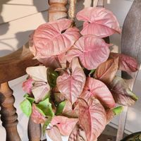 Syngonium podophyllum Neon Robusta Steckling/ aka red heart