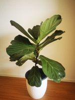 Geigenfeige Ficus Lyrata Zimmerpflanze, gesund, 90cm