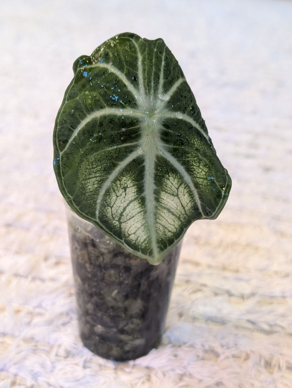 Piante & sementi: Alocasia Ninja White Mutation – Nuovo (secondo la descrizione) da Faulensee venduto da plantmama