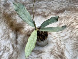 Hoya sp. Buntok silver 🦄✨