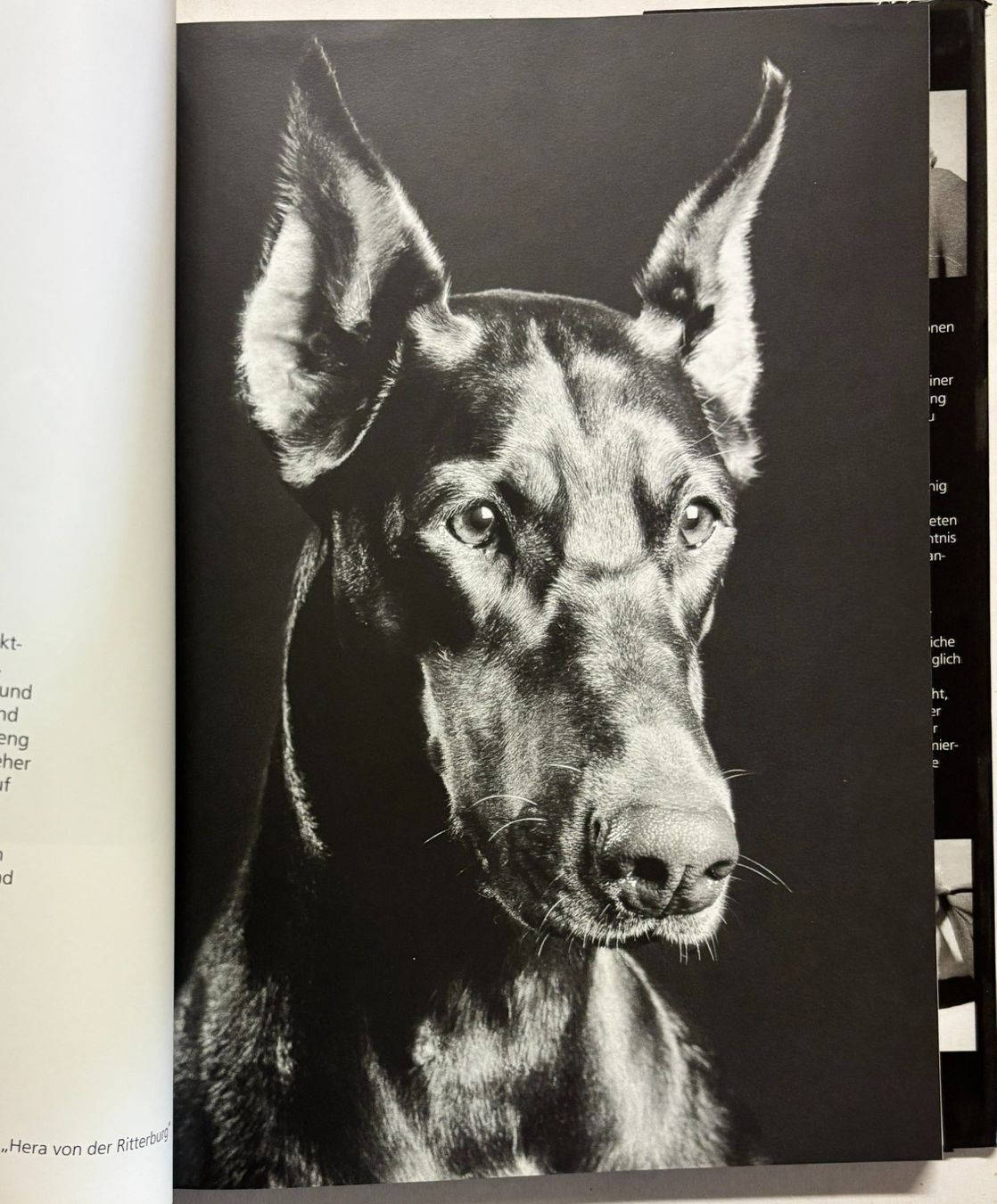 Bücher: Hundeblicke – Gebraucht aus Sarnen von Livres 5