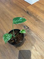 Monstera Bulbasur💚