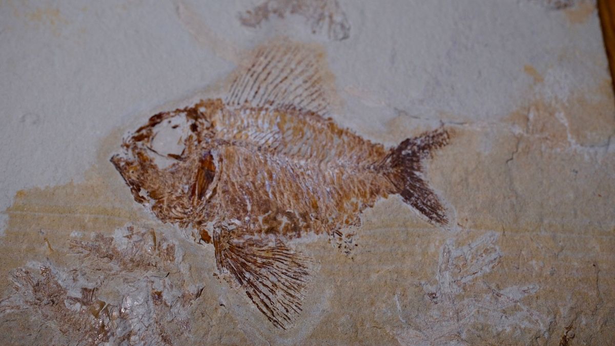 Fossili: Fossil - Ctenothissa vexillifer – Usato da Biel/Bienne venduto da nimmes 1
