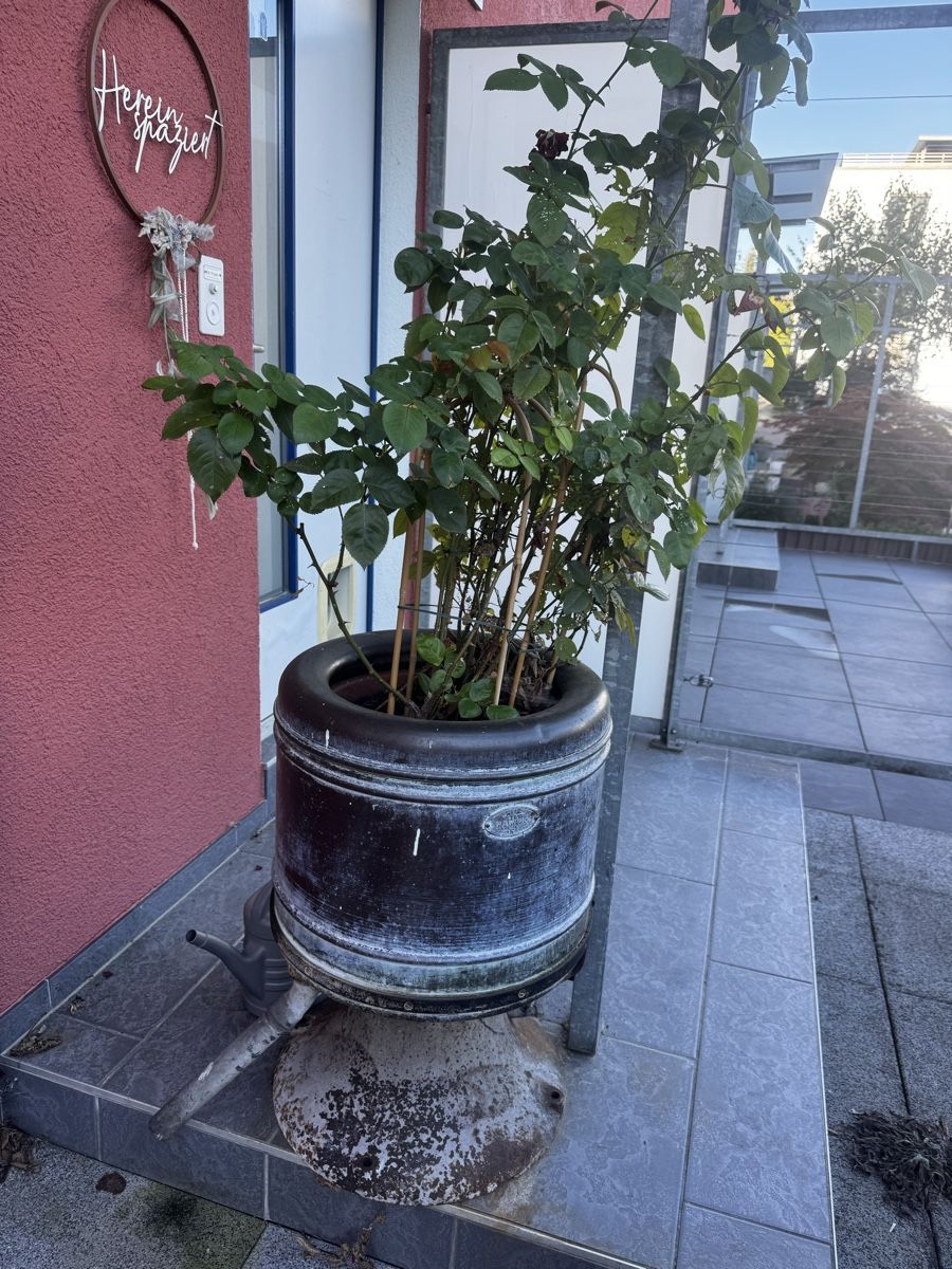 Vasi per fiori: Pflanzgefäss aus alter Waschtrommel – Usato da Urtenen-Schönbühl venduto da m19_2fdb