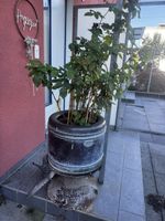 Pflanzgefäss aus alter Waschtrommel