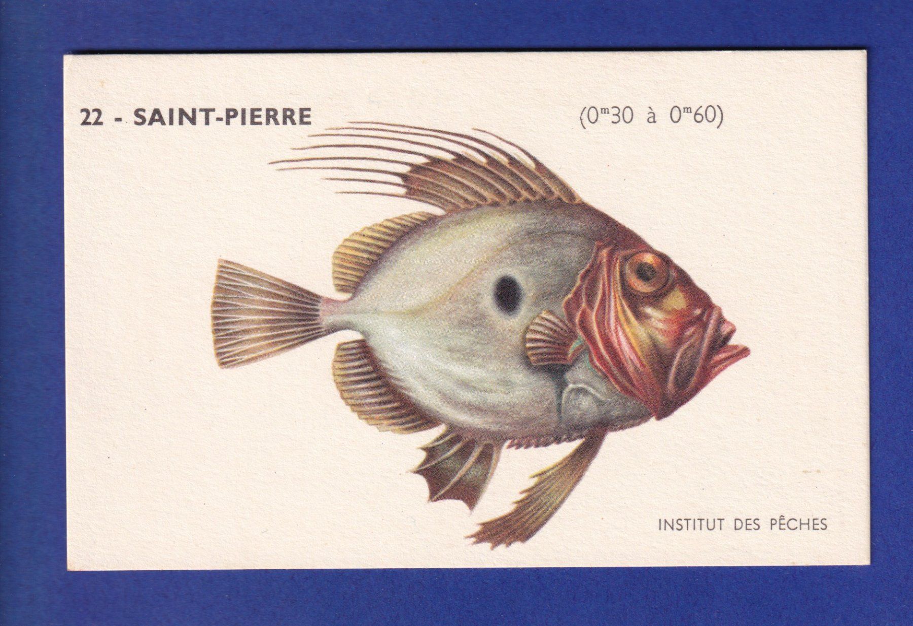 Cartes postales: Poisson - SAINT-PIERRE – D'occasion à Pully par nicecards-shop