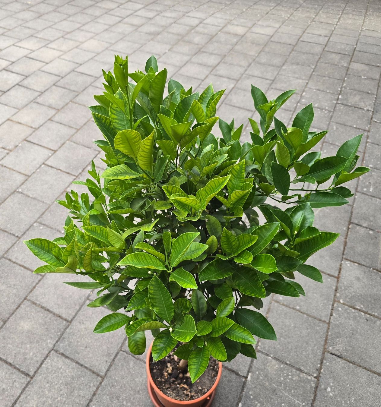 Plantes & graines: Calamondin Stämmchen mit Fruchtblüten – Neuf (Voir description) à Aarburg par popkorn65 4
