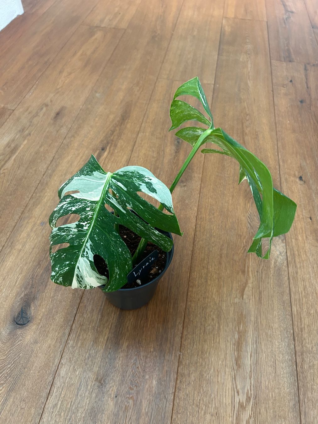 Piante & sementi: Monstera variegata💚 – Usato da Wattwil venduto da Mikesplantshop 1
