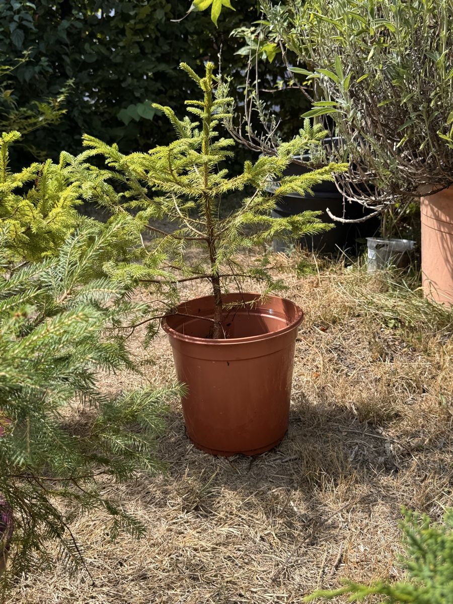 Piante & sementi: Bonsai/Fichte – Usato da Münchwilen TG venduto da baluzi3 1