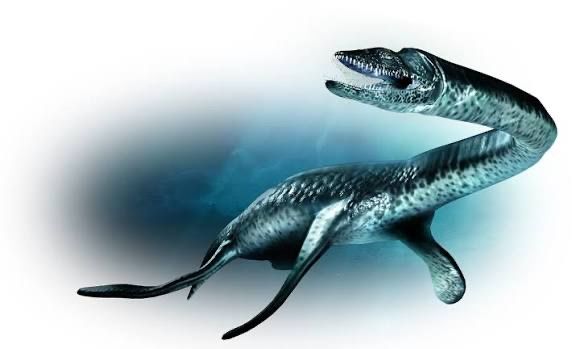 Fossili: Grosser fossiler Plesiosaurus Wirbelknochen – Usato da Lutzenberg venduto da CS65 9