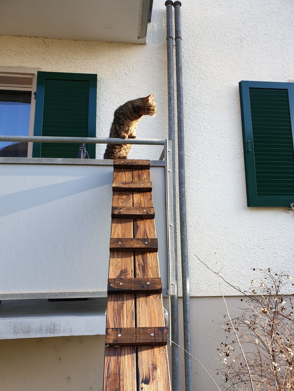 Baustoffe: Katzentreppe / Katzenleiter – Gebraucht aus Bern von