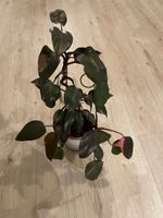 Philodendron Pink Princess (4 Pflanzen im Topf)