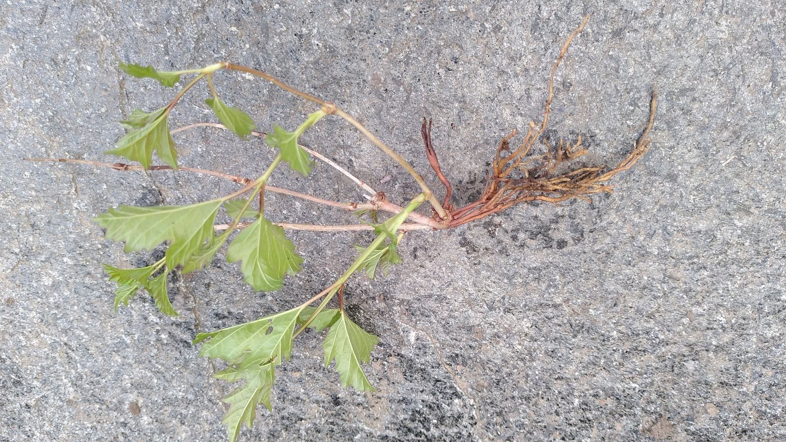 Piante & sementi: Schneeball «Compactum» (Viburnum opulus) – Usato da S. Antonio venduto da Sscch 3