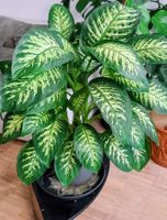 Wunderschöne wachstumsstarke und anspruchslose Dieffenbachia