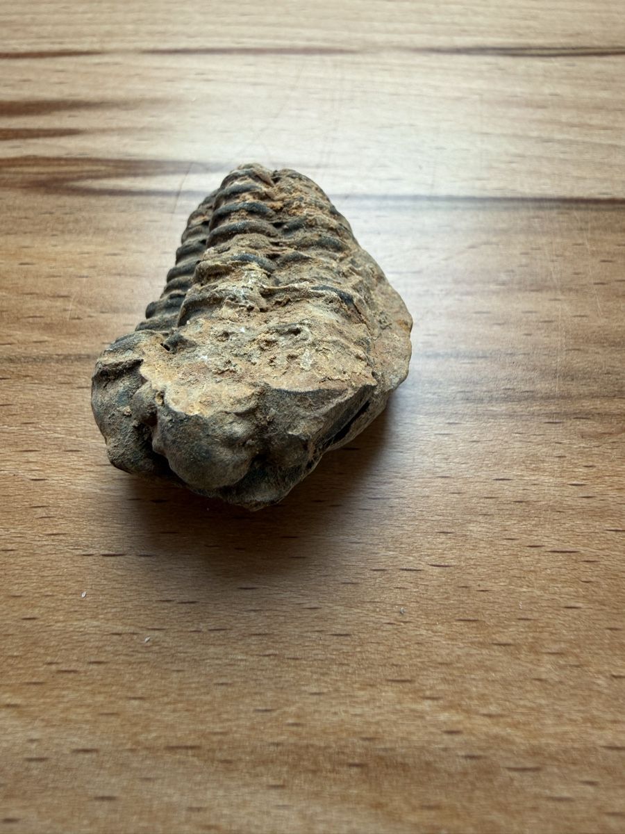 Fossilien: Trilobit – Gebraucht aus Grenchen von Bastet007 6