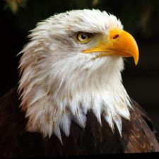 Profile image of Aotearoa
