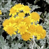Ab 5.-fr SENECIO CINERARIA 5 Samen Graines Semi Seeds Семена