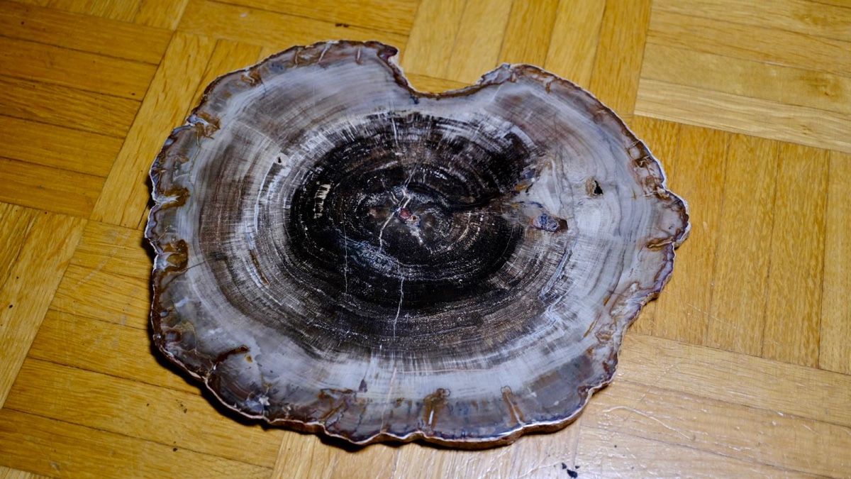 Fossili: Fossil - Araucarioxylon Arizonicum – Usato da Biel/Bienne venduto da nimmes