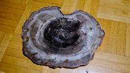 Fossil - Araucarioxylon Arizonicum