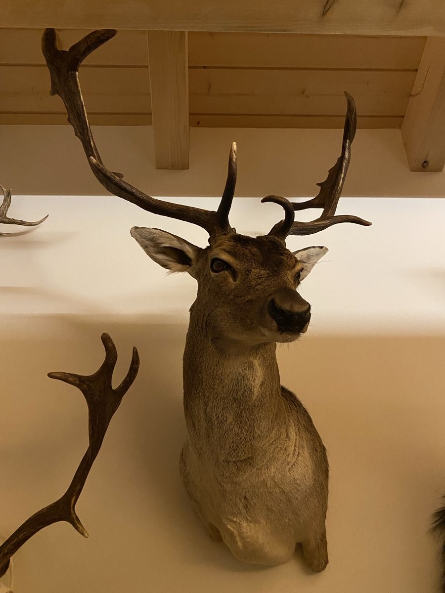 Il mondo degli animali: Dammhirsch – Usato da Castiel venduto da gamsli1000 1