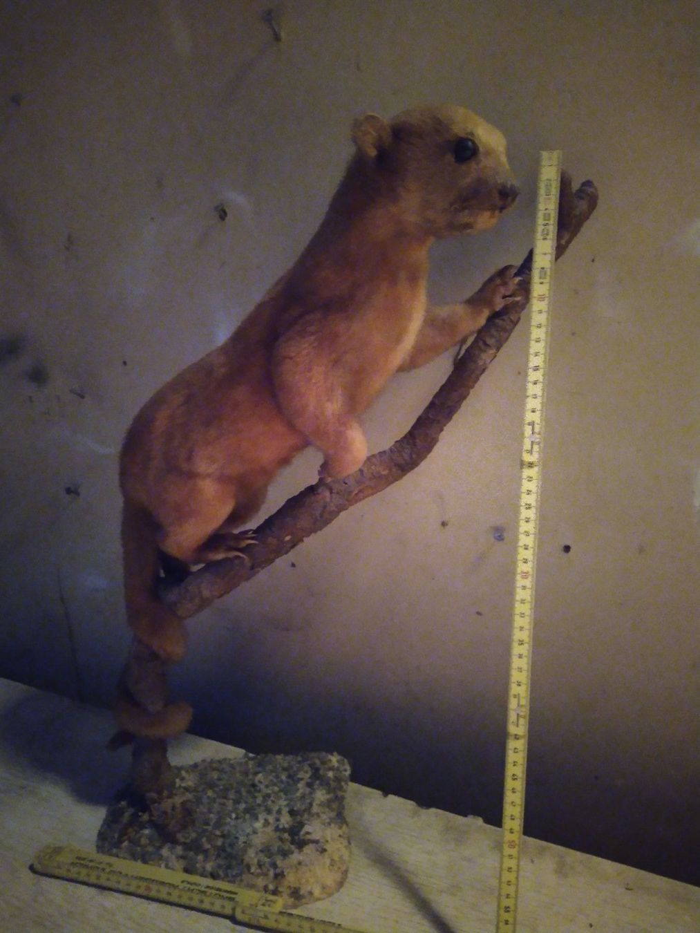 Il mondo degli animali: Seltener Kleinbär,  Präparat – Usato da Wettingen venduto da Bwalti