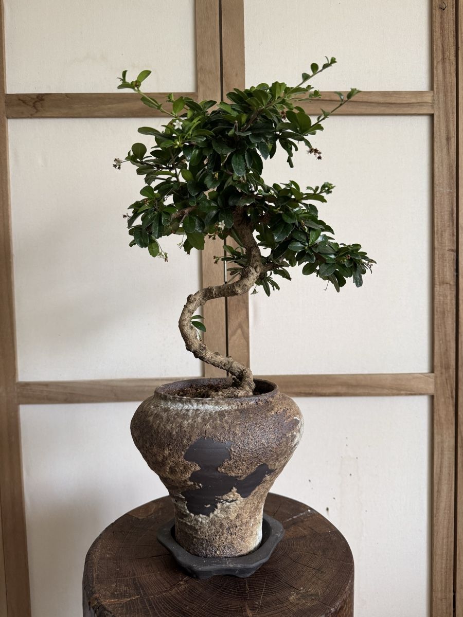 Pflanzen & Samen: Fukientee Bonsai 50cm – Gebraucht aus Rümlang von Gruseh.ch 4