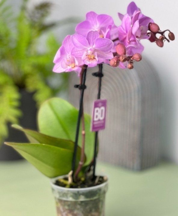 Piante & sementi: Mini  Orchidee WILD "Phalaenopsis" 20 cm Farbe ROSÉ – Nuovo e nell'imballaggio originale da Rovio venduto da POSITIFFARTandPLANTS 1