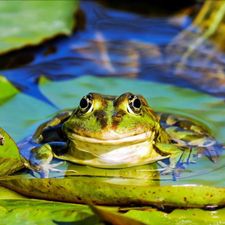 Profile image of Frogs