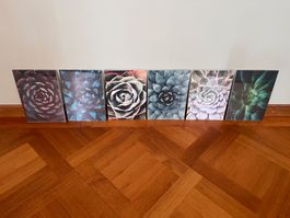 Set Boho Sukkulenten Bilder Bilderrahmen Wechselrahmen