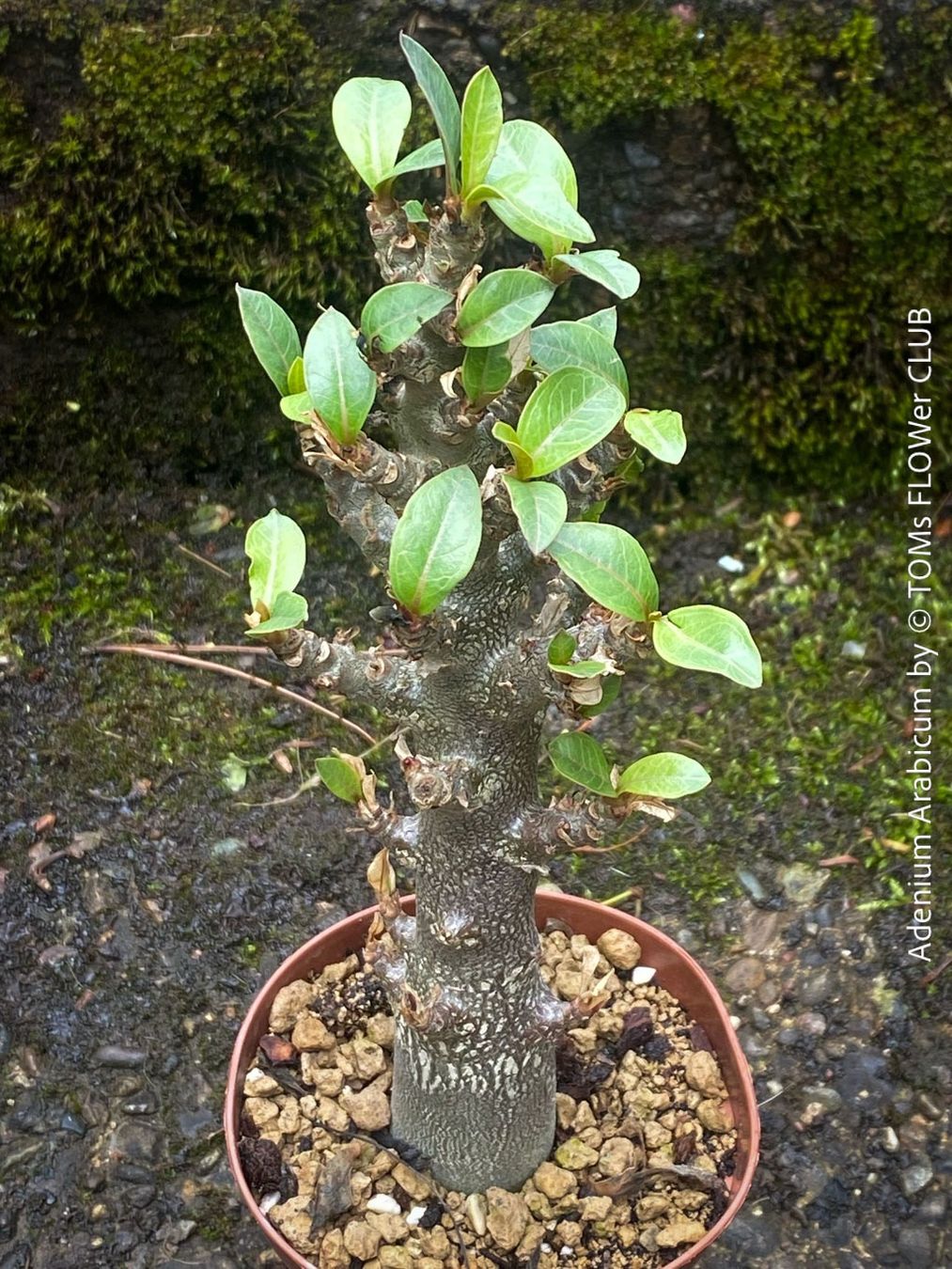 Adenium Arabicum - Die Wstenrose fr dein Zuhause! (Neu (gemss  Beschreibung)) in Adliswil fr CHF 68  mit Lieferung auf Ricardo kaufen