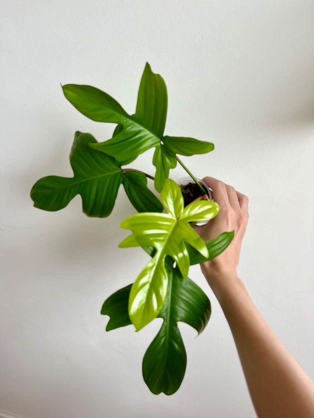 Plantes & graines: Philodendron Florida Ghost😍 – D'occasion à Glattpark(Opfikon) par ste_n99y 4
