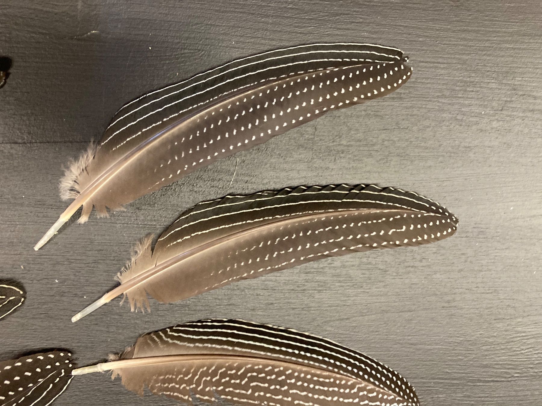Il mondo degli animali: Geier-Perlhuhn Federn – Difettoso da Grosswangen venduto da arum01 3