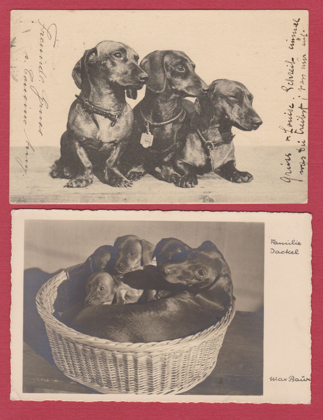 Cartoline postali: Dackel   -   2 alte Ansichtskarten mit Dackel / Hund – Usato da Vitznau venduto da Ropaku
