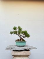 Pinus cembra Bonsai kompakt in hochwertiger Schale