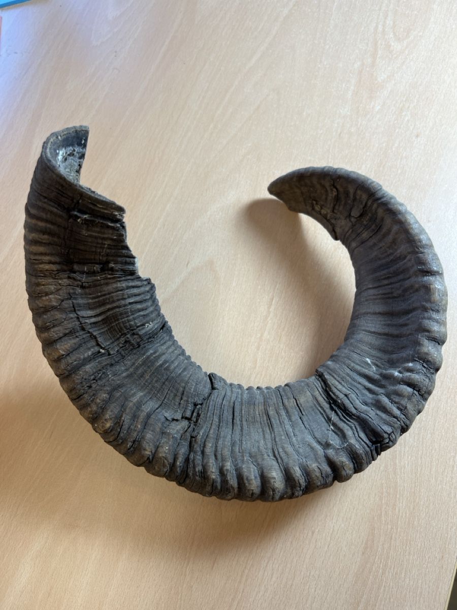 Sonstiges zum Sammeln & Seltenes: Mufflon Horn Geweih – Gebraucht aus Vaduz von hirschjager 3