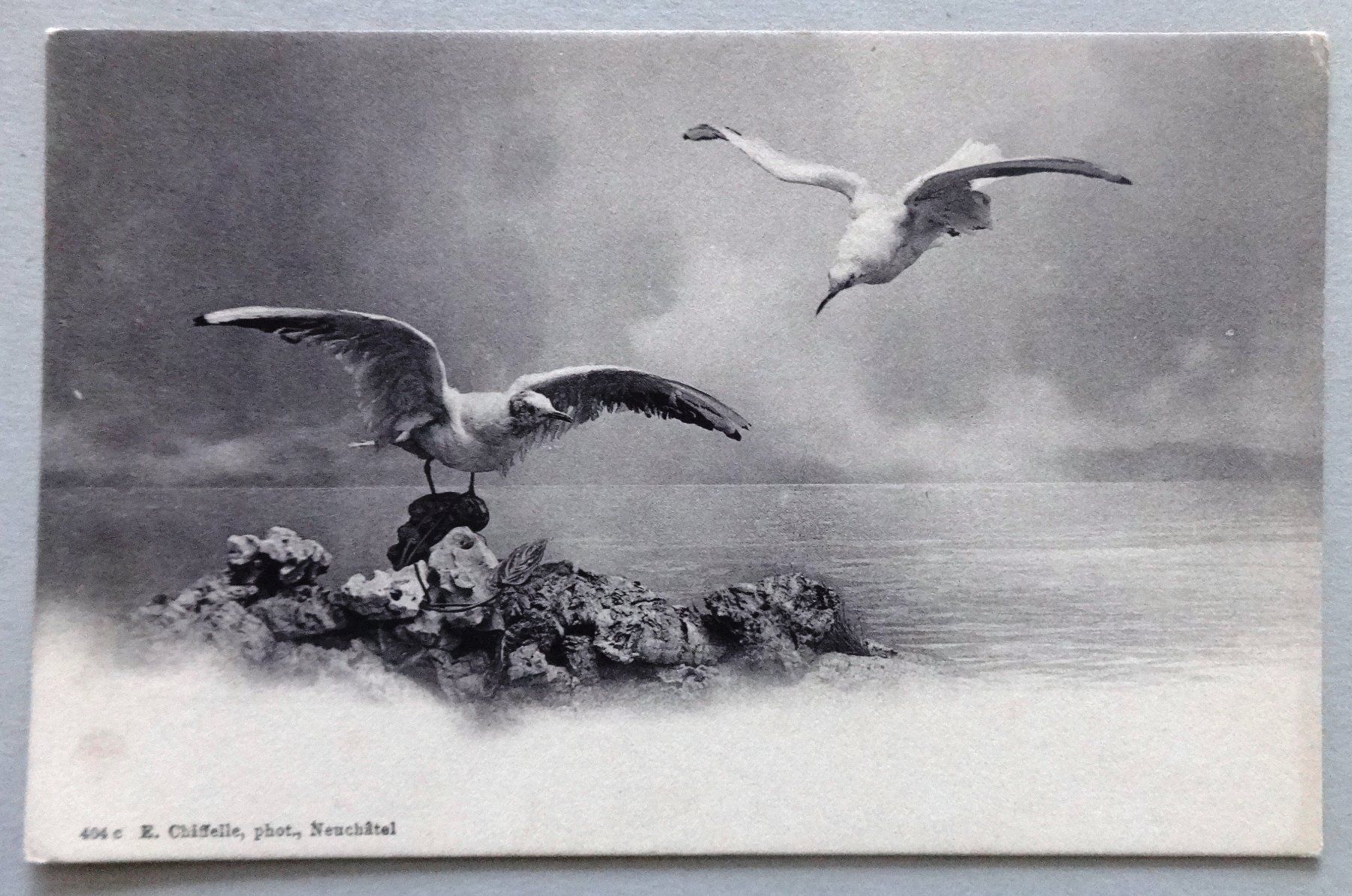 Cartes postales: Mouettes – D'occasion à Fétigny par Billy2miny