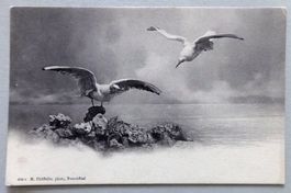 Mouettes