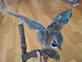 Vogelpräparat - Eichelhäher