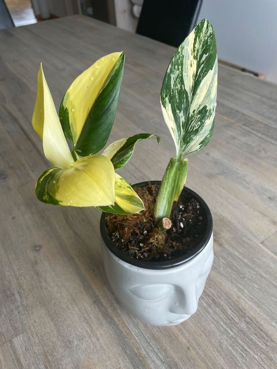 Monstera Standleyana Aurea Kaufen Auf Ricardo