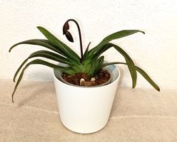Paphiopedilum Gloria Naugle "Red" (Mericlone )