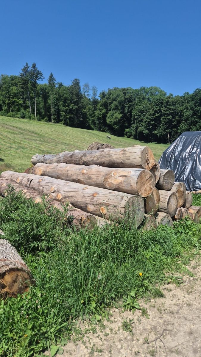 Articoli in legno: Eichen Baumstämme zu verkaufen – Nuovo (secondo la descrizione) da Tägerig venduto da Taegerig90